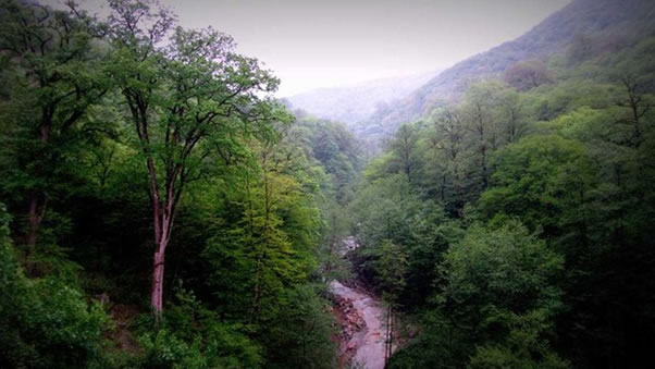 اجاره ویلا جنگلی