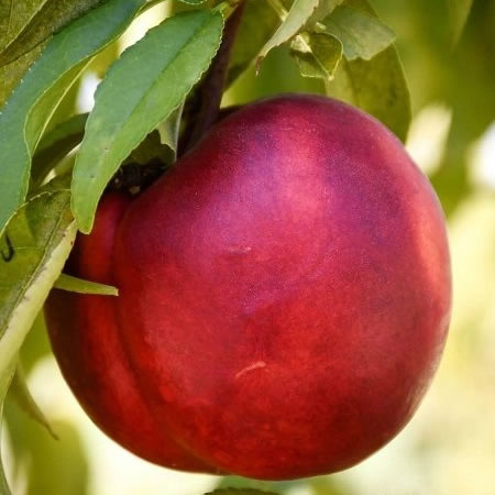 نهال شلیل